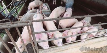 Dr. Nirwandy Pakar Perang Saraf