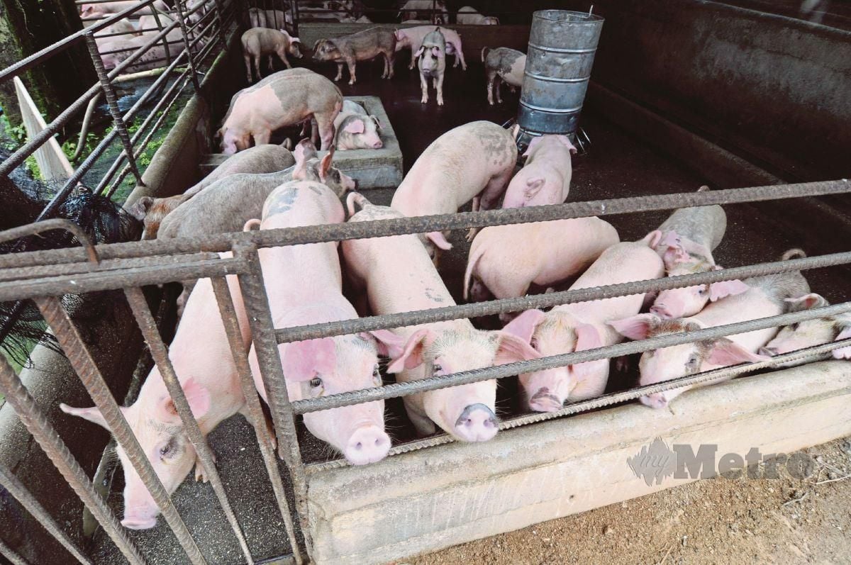 Dr. Nirwandy Pakar Perang Saraf